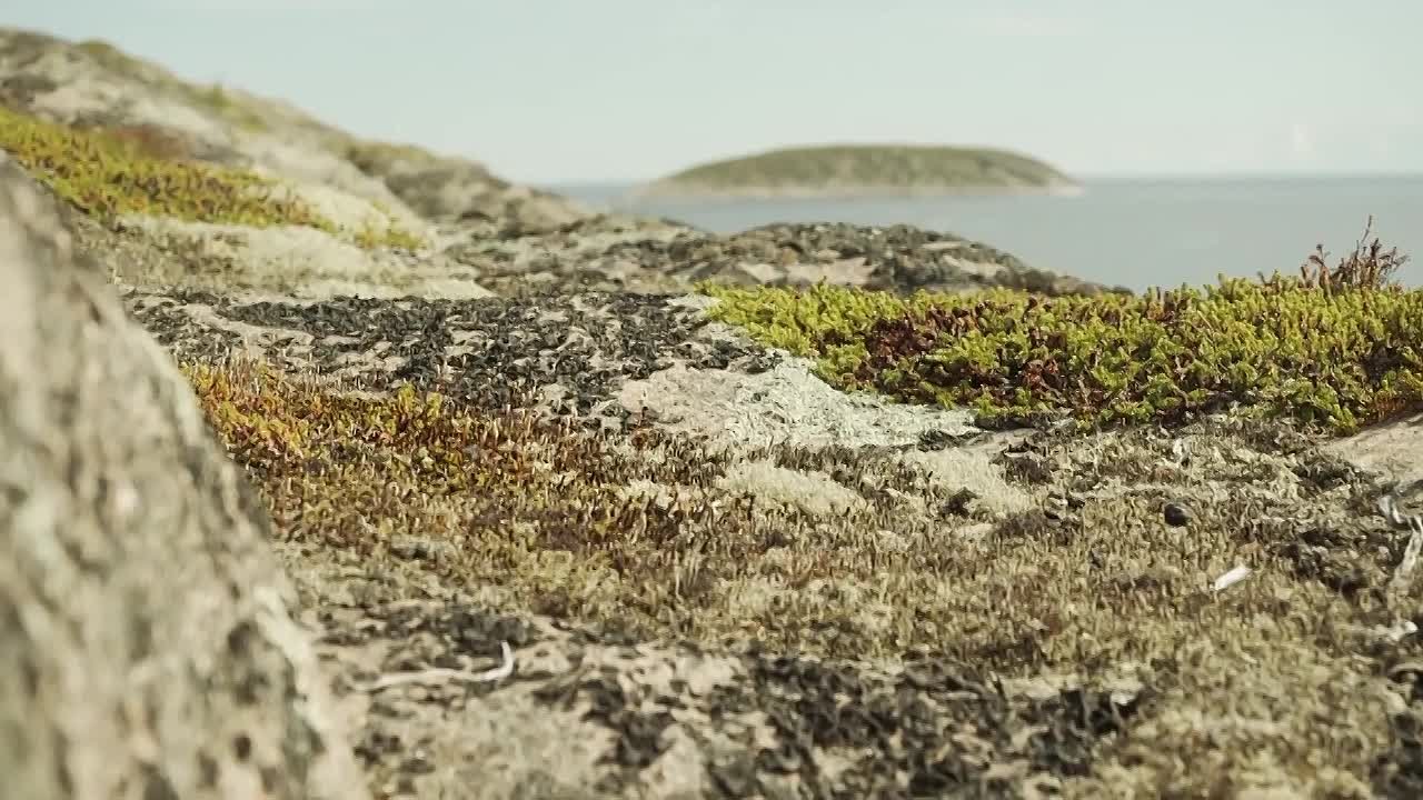 Видео